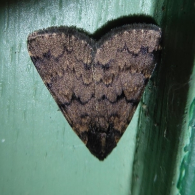 Mormoscopa phricozona (A Herminiid Moth) at Flynn, ACT - 20 Dec 2019 by Christine