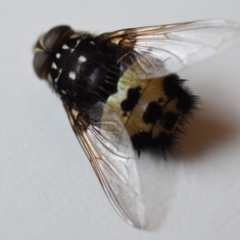 Formosia (Euamphibolia) speciosa (Bristle fly) at Wamboin, NSW - 20 Dec 2019 by Varanus