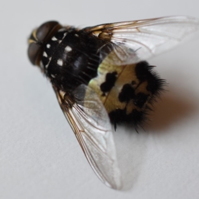 Formosia (Euamphibolia) speciosa (Bristle fly) at QPRC LGA - 20 Dec 2019 by Varanus
