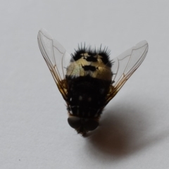 Formosia (Euamphibolia) speciosa at Wamboin, NSW - 20 Dec 2019