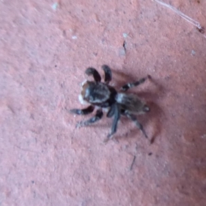 Maratus griseus at Flynn, ACT - 19 Dec 2019 07:53 PM