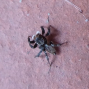 Maratus griseus at Flynn, ACT - 19 Dec 2019