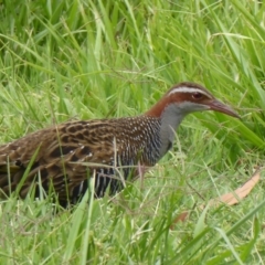 Gallirallus philippensis (Buff-banded Rail) at Fyshwick, ACT - 19 Dec 2019 by Christine
