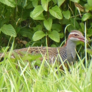 Gallirallus philippensis at Fyshwick, ACT - 19 Dec 2019