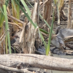 Gallirallus philippensis at Fyshwick, ACT - 19 Dec 2019 12:18 PM
