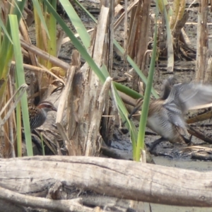 Gallirallus philippensis at Fyshwick, ACT - 19 Dec 2019