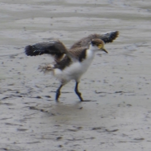 Vanellus miles at Fyshwick, ACT - 19 Dec 2019 11:35 AM