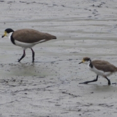 Vanellus miles at Fyshwick, ACT - 19 Dec 2019