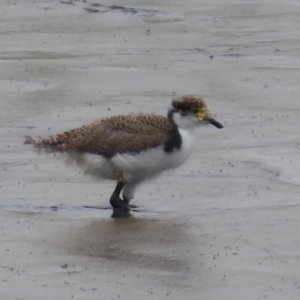 Vanellus miles at Fyshwick, ACT - 19 Dec 2019 11:35 AM