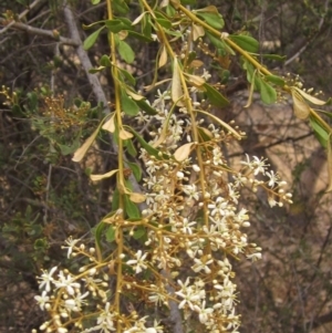 Bursaria spinosa subsp. lasiophylla at Dunlop, ACT - 13 Dec 2019