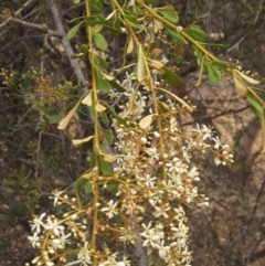 Bursaria spinosa subsp. lasiophylla (Australian Blackthorn) at The Pinnacle - 13 Dec 2019 by pinnaCLE