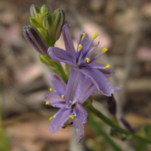 Caesia calliantha at Hawker, ACT - 13 Dec 2019