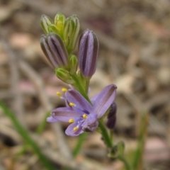 Caesia calliantha at Hawker, ACT - 13 Dec 2019