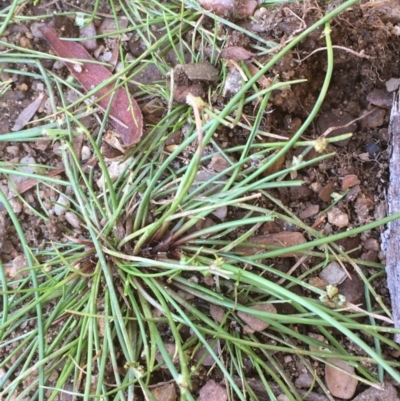 Isolepis sp. (Club-rush) at Numeralla, NSW - 16 Dec 2019 by JaneR