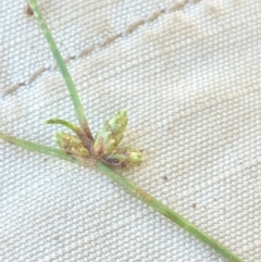 Isolepis sp. at Numeralla, NSW - 16 Dec 2019