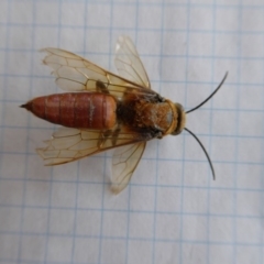 Guerinius shuckardi (Smooth flower wasp) at Yass River, NSW - 20 Dec 2019 by SenexRugosus