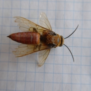 Guerinius shuckardi at Yass River, NSW - 20 Dec 2019 12:05 PM