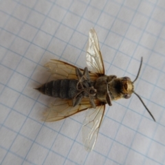 Guerinius shuckardi at Yass River, NSW - 20 Dec 2019 12:05 PM