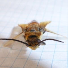 Guerinius shuckardi at Yass River, NSW - 20 Dec 2019 12:05 PM