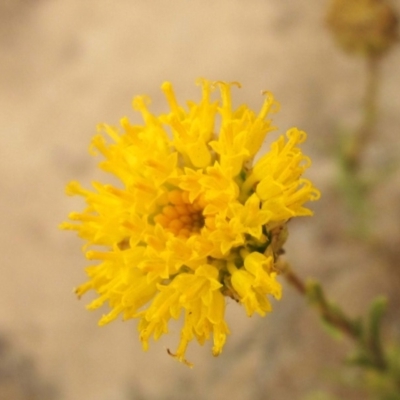 Rutidosis leptorhynchoides (Button Wrinklewort) at Dunlop, ACT - 19 Dec 2019 by pinnaCLE