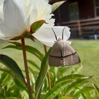 Gastrophora henricaria (Fallen-bark Looper, Beautiful Leaf Moth) at Tantangara, NSW - 14 Dec 2019 by Megan1