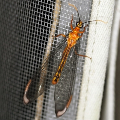 Nymphes myrmeleonoides (Blue eyes lacewing) at O'Connor, ACT - 17 Dec 2019 by ibaird