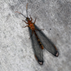 Nymphes myrmeleonoides at O'Connor, ACT - 17 Dec 2019 11:37 PM