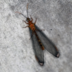 Nymphes myrmeleonoides at O'Connor, ACT - 17 Dec 2019