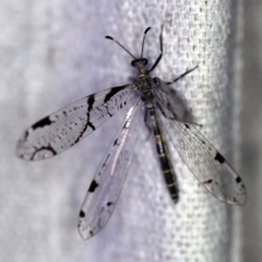 Dendroleon amabilis (An Antlion Lacewing) at O'Connor, ACT - 18 Dec 2019 by ibaird