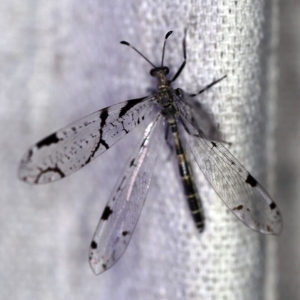 Dendroleon amabilis at O'Connor, ACT - 18 Dec 2019