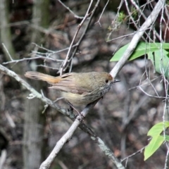 Acanthiza pusilla (Brown Thornbill) at Alpine - 25 Oct 2018 by JanHartog