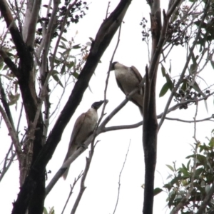 Philemon corniculatus at Alpine, NSW - 17 Oct 2018 01:47 AM