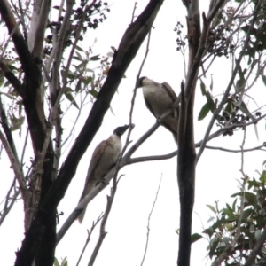 Philemon corniculatus at Alpine, NSW - 17 Oct 2018