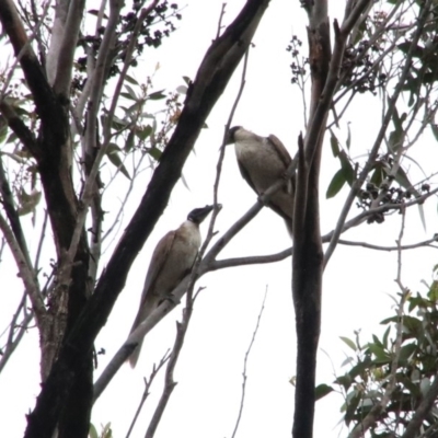 Philemon corniculatus (Noisy Friarbird) at Wingecarribee Local Government Area - 16 Oct 2018 by JanHartog