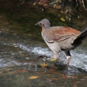 Menura novaehollandiae at Fitzroy Falls, NSW - 18 Oct 2018 05:55 AM