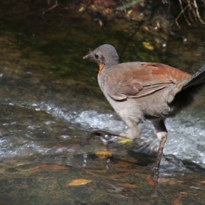 Menura novaehollandiae (Superb Lyrebird) at Fitzroy Falls, NSW - 17 Oct 2018 by JanHartog