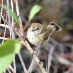 Acanthiza lineata (Striated Thornbill) at Upper Nepean State Conservation Area - 16 Oct 2018 by JanHartog