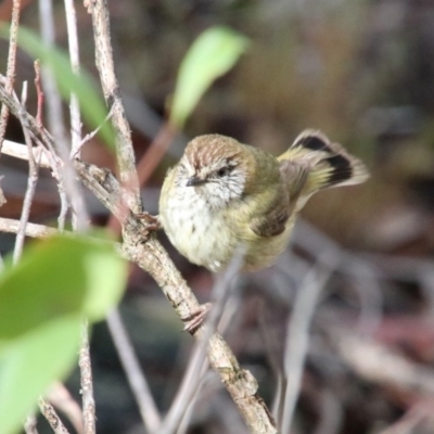 Acanthiza lineata (Striated Thornbill) at Upper Nepean - 17 Oct 2018 by JanHartog