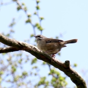 Sericornis frontalis at Burradoo, NSW - 16 Oct 2018 05:50 AM