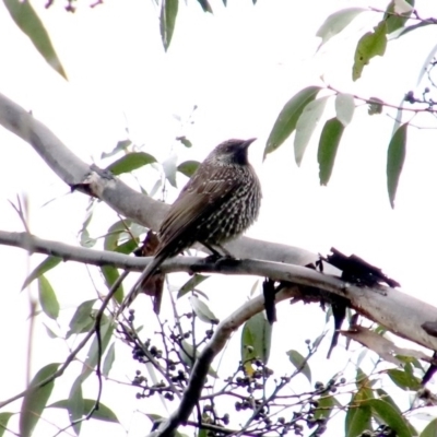 Anthochaera chrysoptera (Little Wattlebird) at Alpine - 15 Oct 2018 by JanHartog