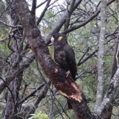 Zanda funerea (Yellow-tailed Black-Cockatoo) at Alpine, NSW - 13 Oct 2018 by JanHartog