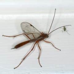 Netelia sp. (genus) (An Ichneumon wasp) at Ainslie, ACT - 19 Dec 2019 by jbromilow50