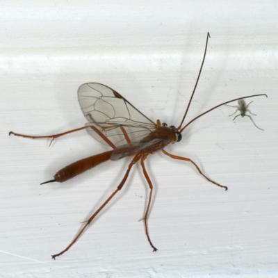Netelia sp. (genus) (An Ichneumon wasp) at Ainslie, ACT - 19 Dec 2019 by jbromilow50