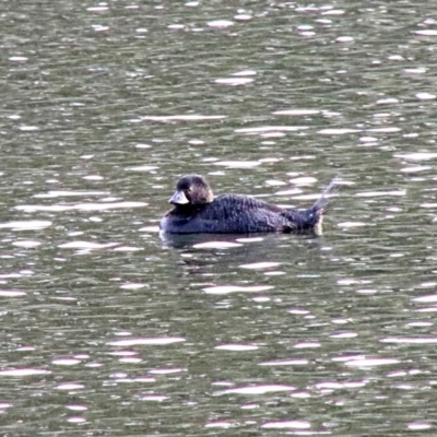 Biziura lobata (Musk Duck) at Woodlands - 6 Oct 2018 by JanHartog