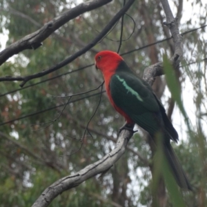 Alisterus scapularis at Alpine - 1 Nov 2017