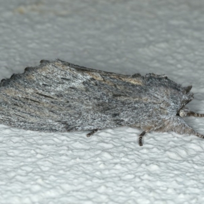 Destolmia lineata (Streaked Notodontid Moth) at Ainslie, ACT - 19 Dec 2019 by jbromilow50