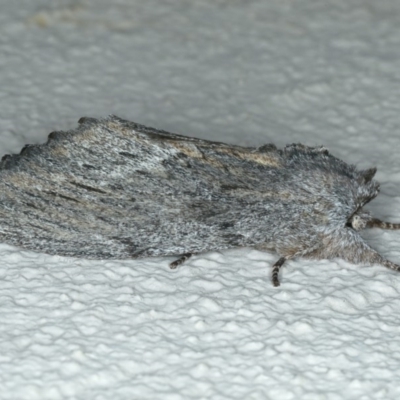 Destolmia lineata (Streaked Notodontid Moth) at Ainslie, ACT - 19 Dec 2019 by jb2602