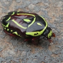 Eupoecila australasiae (Fiddler Beetle) at Kambah, ACT - 20 Dec 2019 by HarveyPerkins