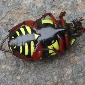 Eupoecila australasiae at Kambah, ACT - 20 Dec 2019