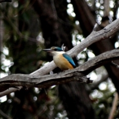 Todiramphus sanctus (Sacred Kingfisher) at Alpine, NSW - 3 Nov 2017 by JanHartog